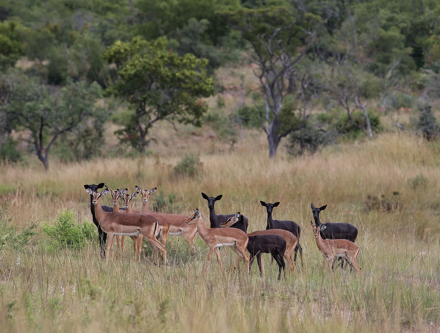 Zulu Camp at Shambala Private Game Reserve