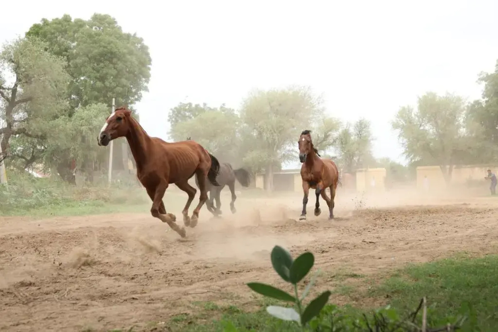 Roop Niwas Kothi, Near Mandawa