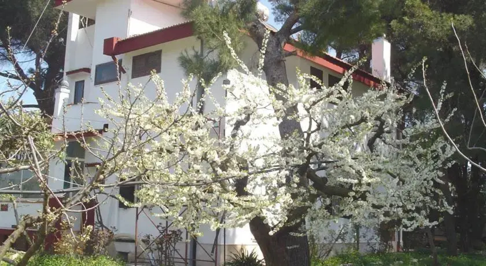 Ombra dei Pini