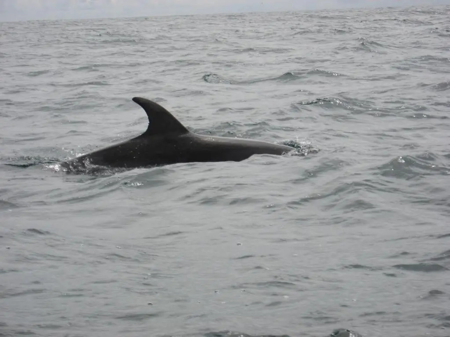 Casey's of Baltimore Collection