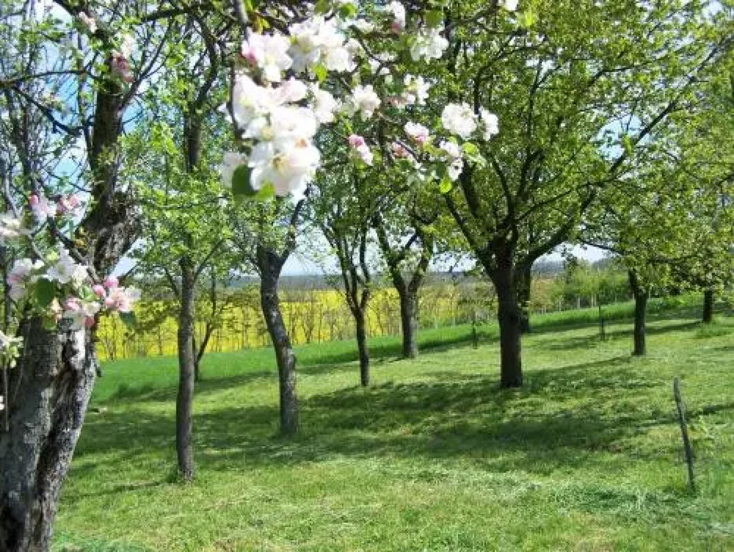 Gyümölcsliget Vendéház