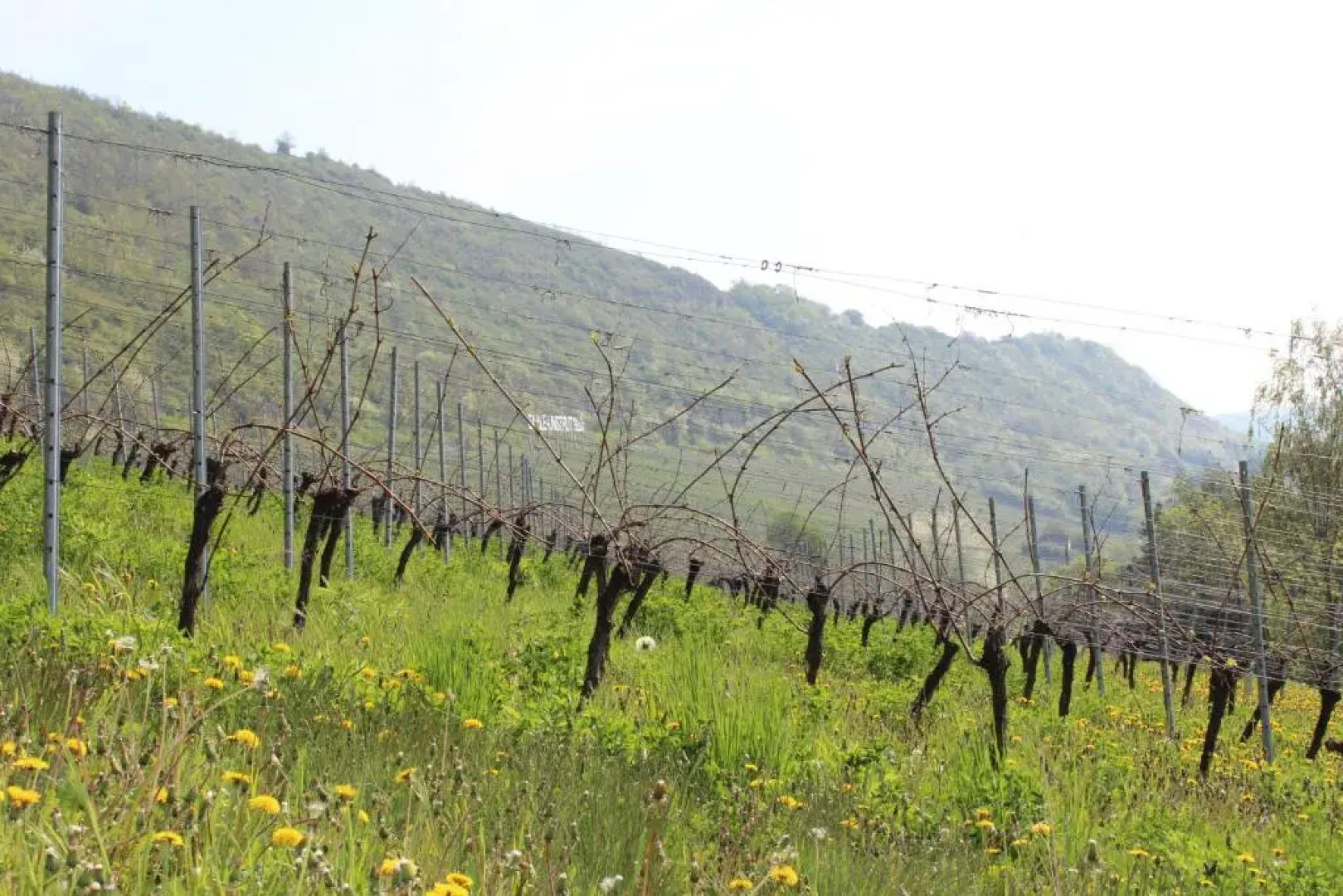Ferienwohnung Weingut Kloster Pforta