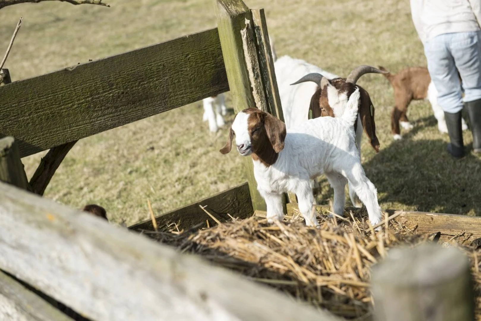 B&B Logeren bij van Heeren
