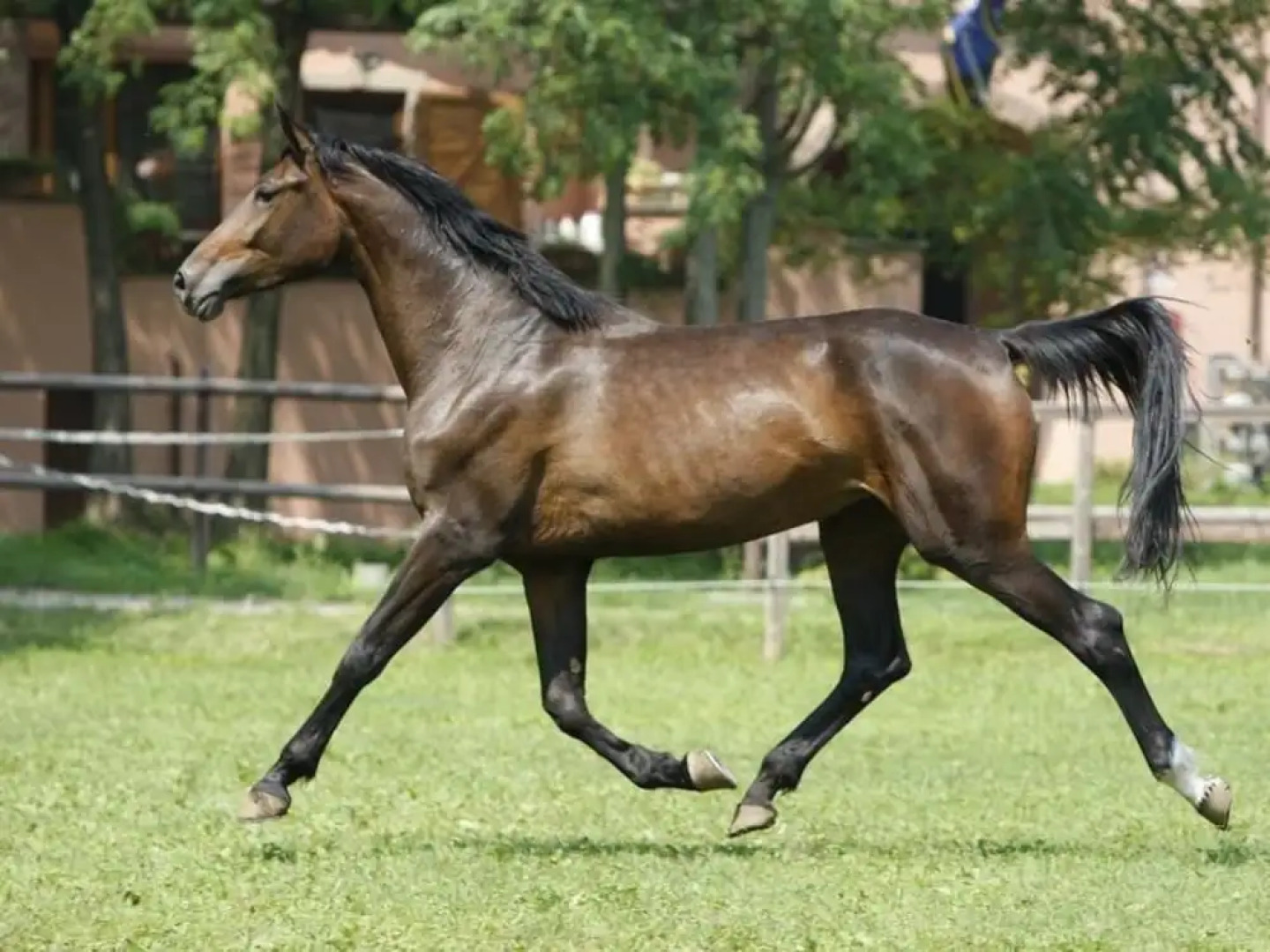 San Giacomo Horses & Agriturismo