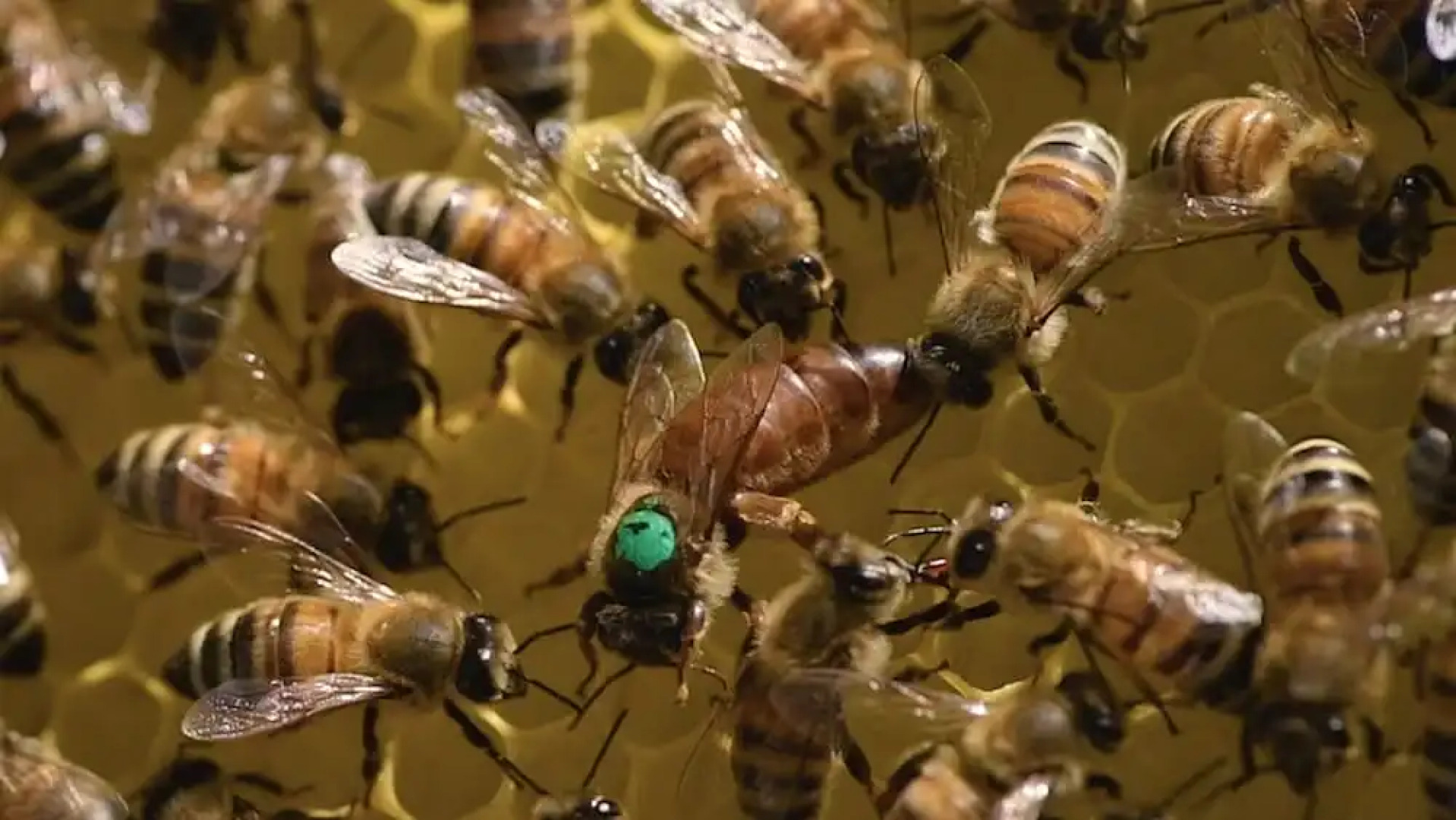 Agriturismo Borgo il Mezzanino