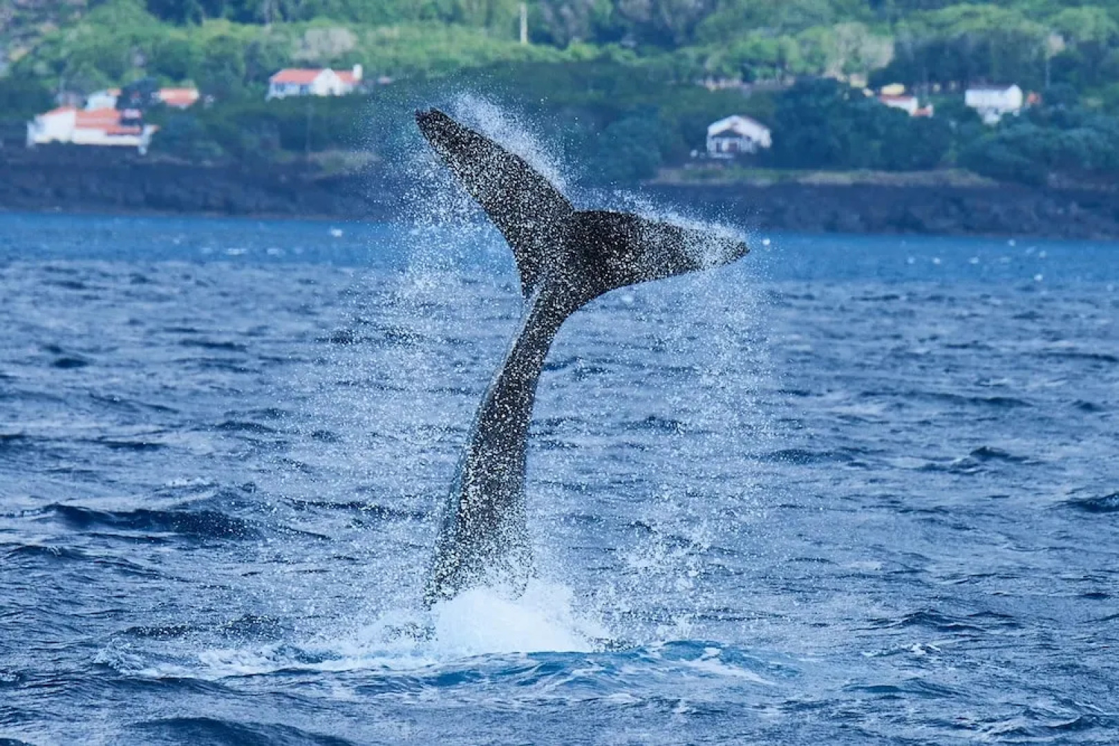 Apartment With 2 Bedrooms in Lajes Do Pico, With Wonderful sea View and Terrace
