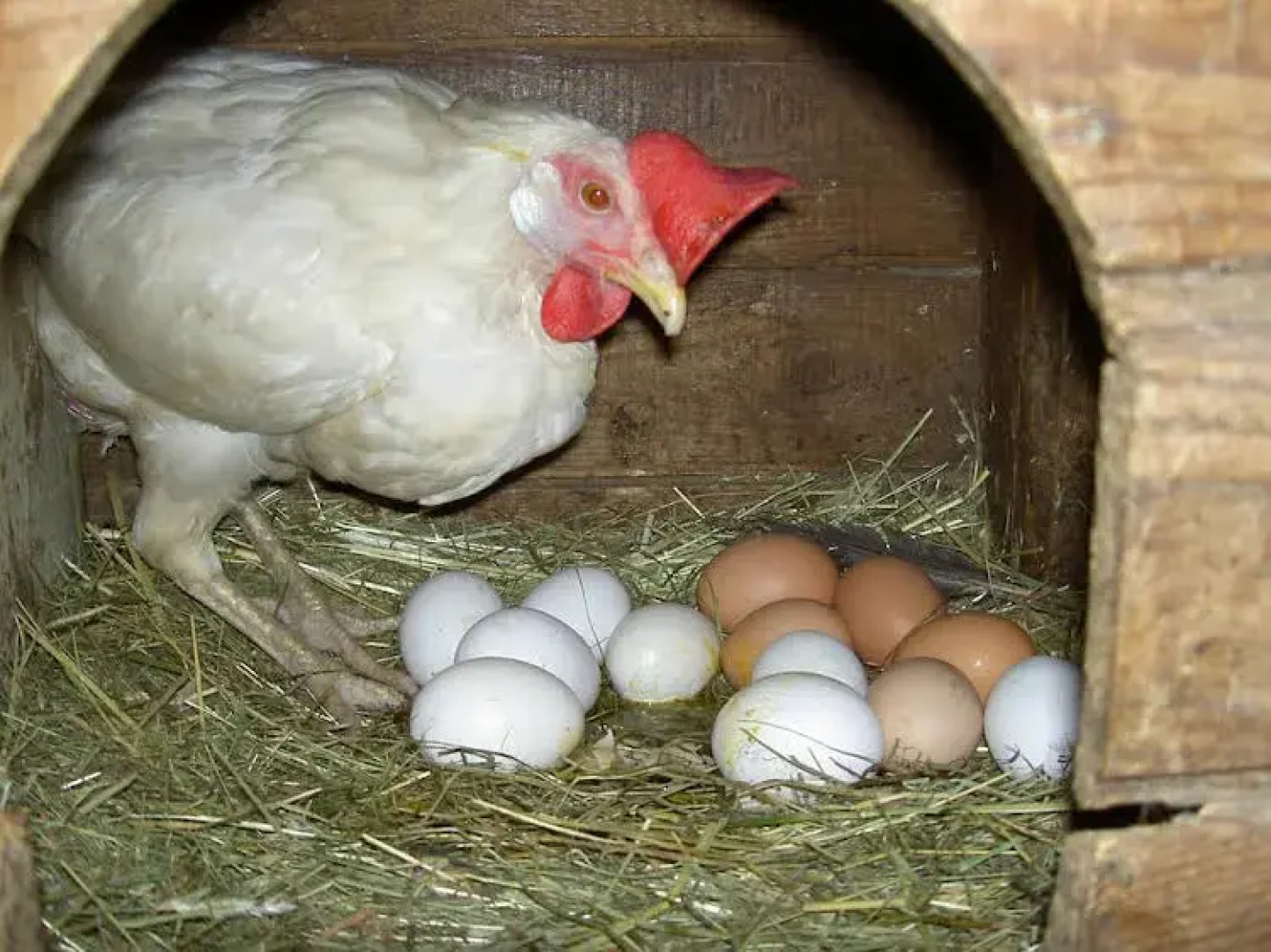 Urlaub am Bauernhof Wenigeder - Familie Klopf