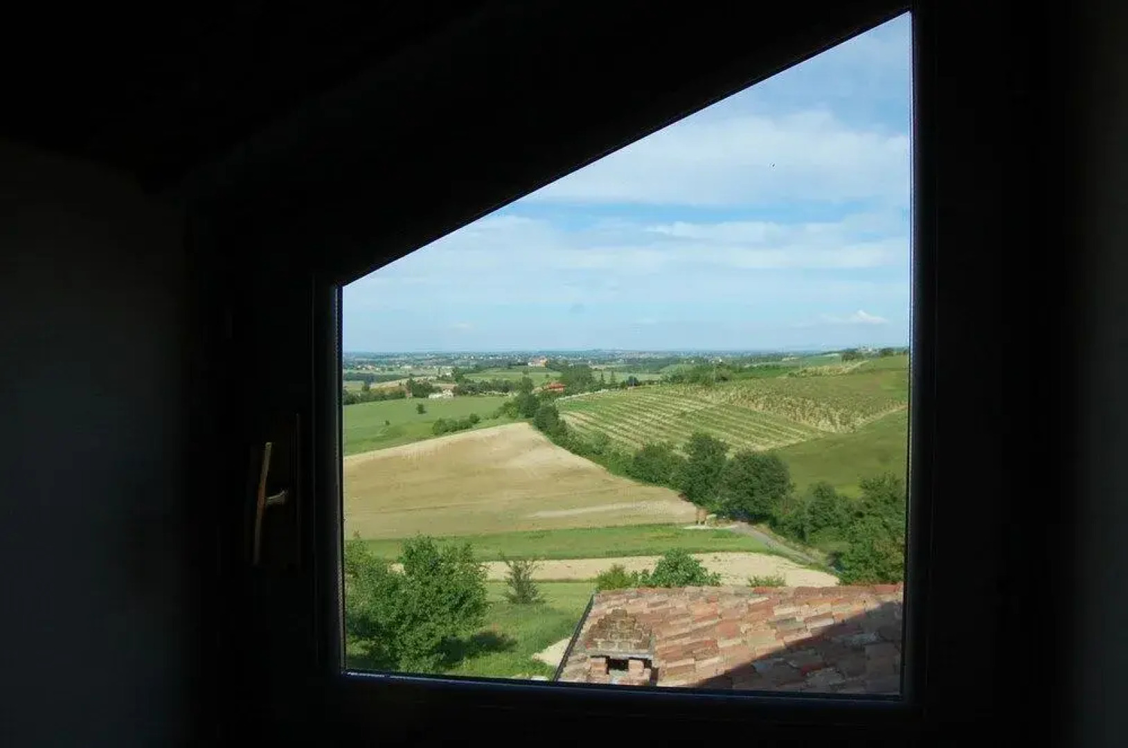 B&B Fraxinus Excelsior