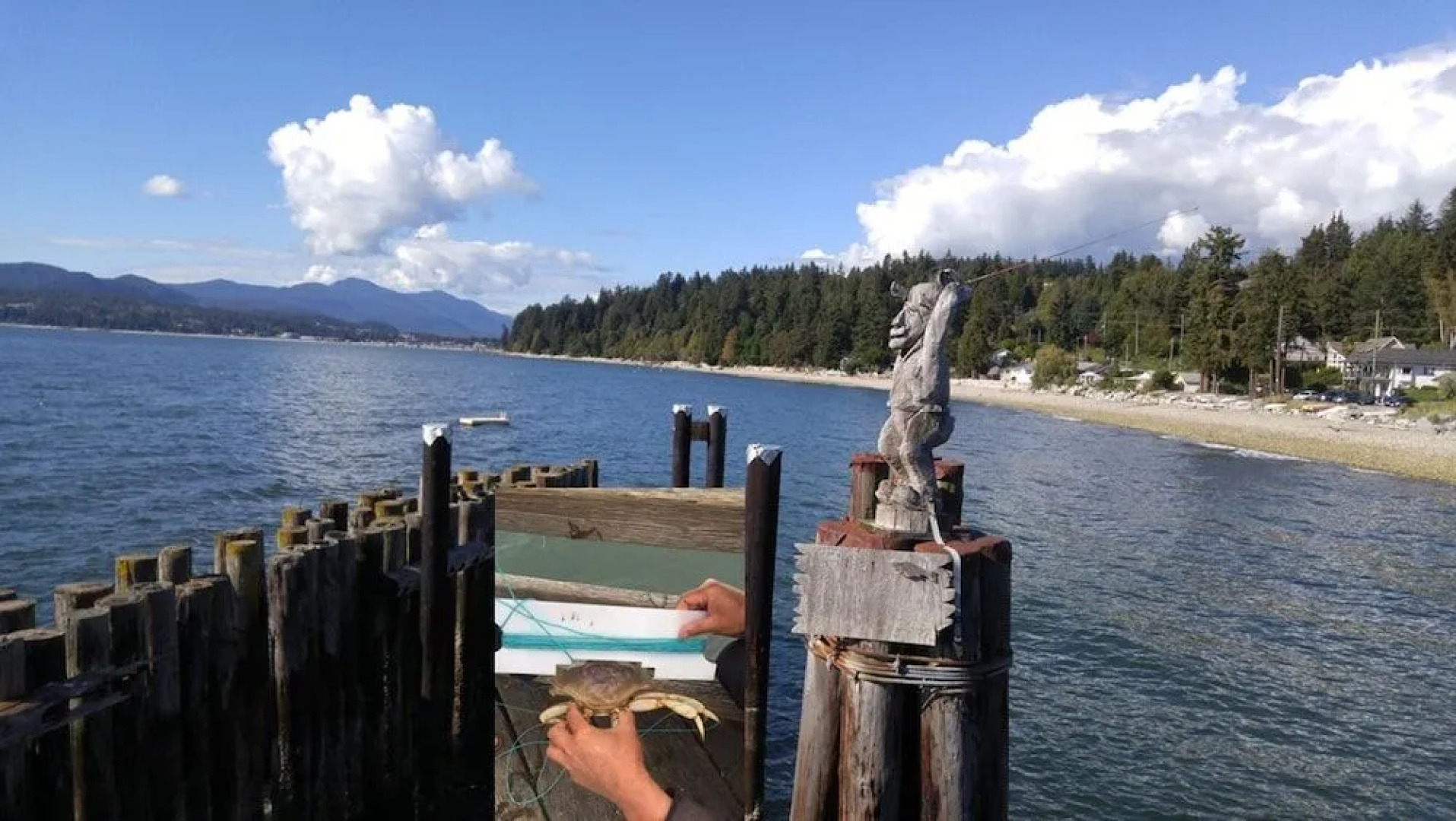 Sunshine Coast Treetop Wonderland