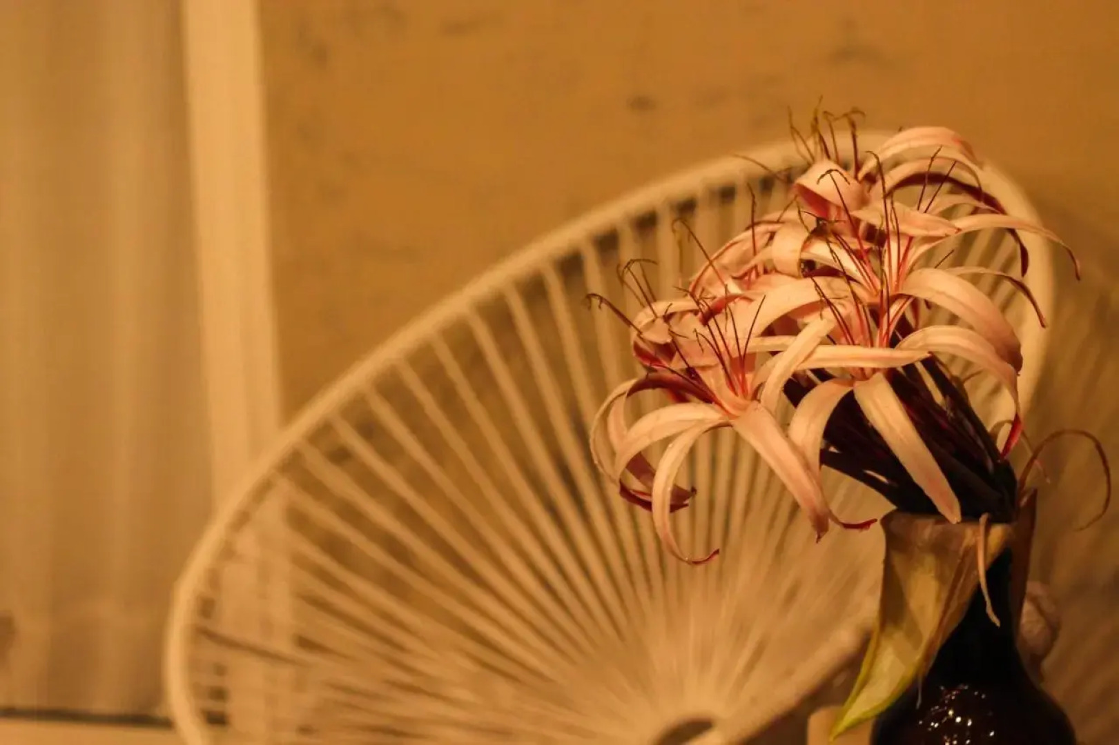 Namaste Beach Club & Hotel