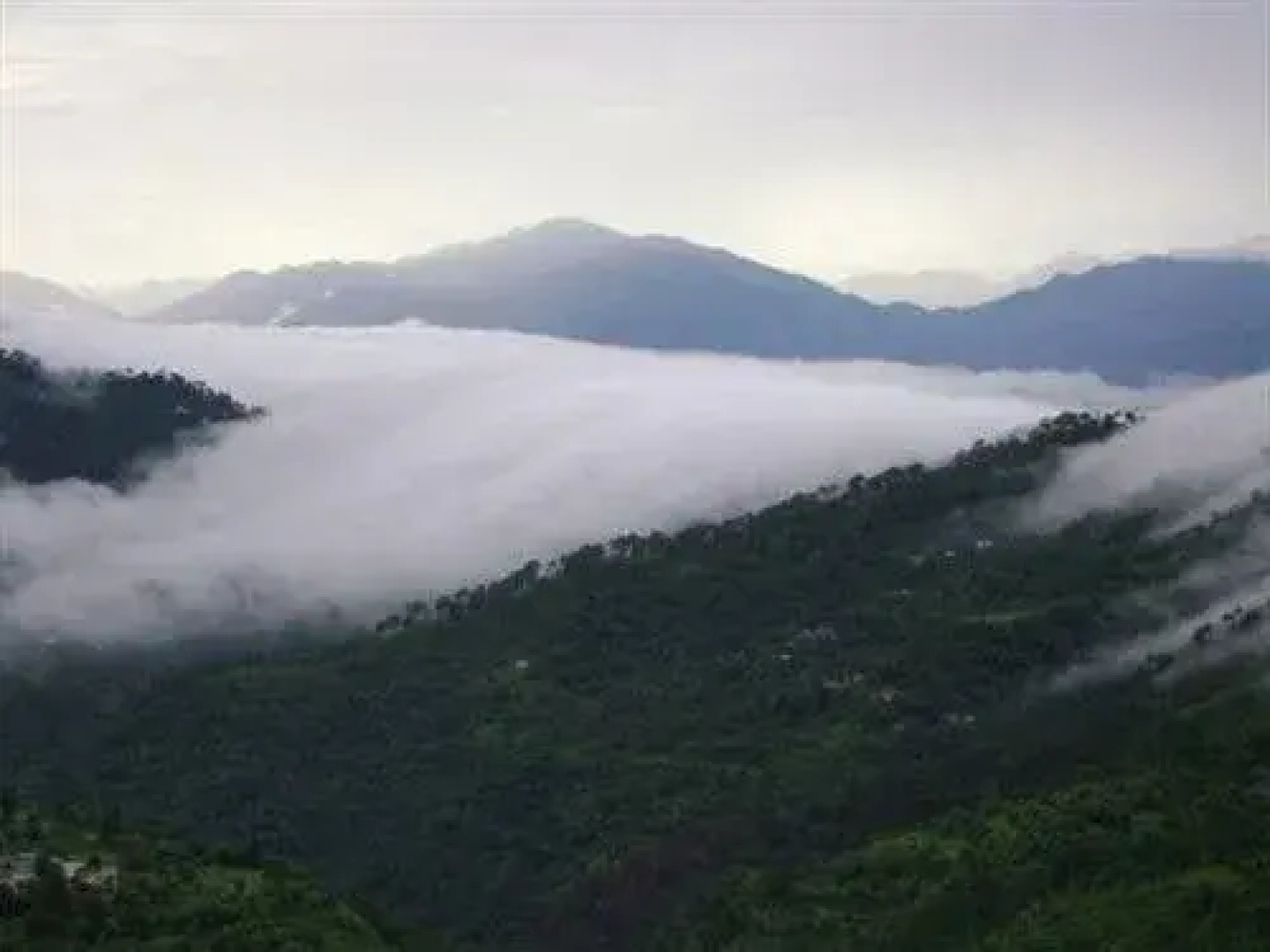 Hotel Kasauli Woods