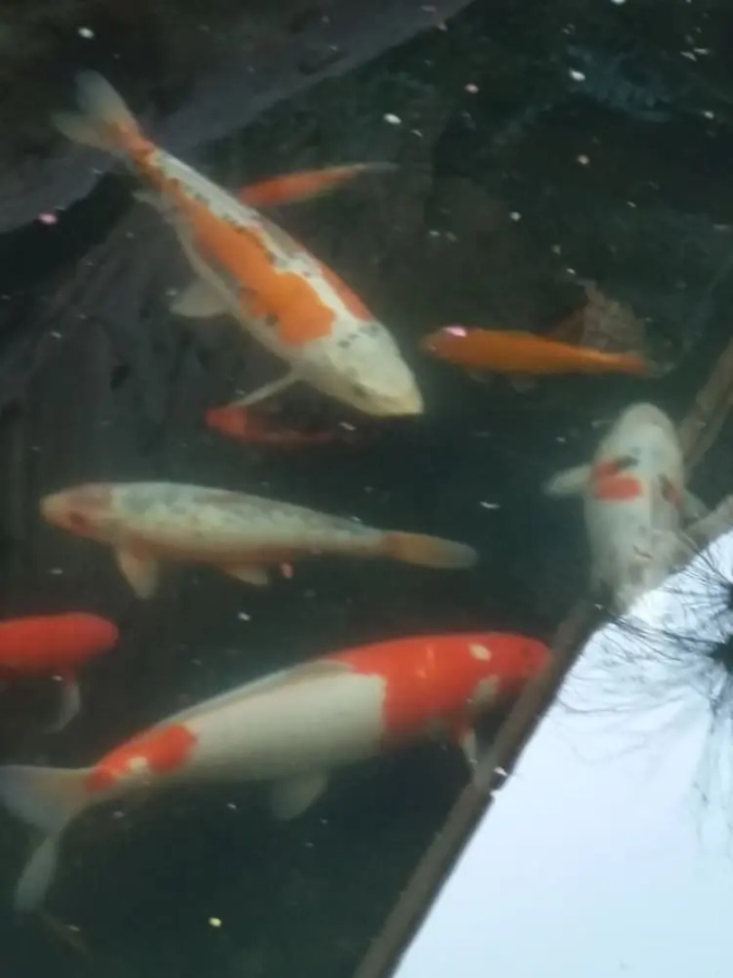 Pride Rock Accommodation