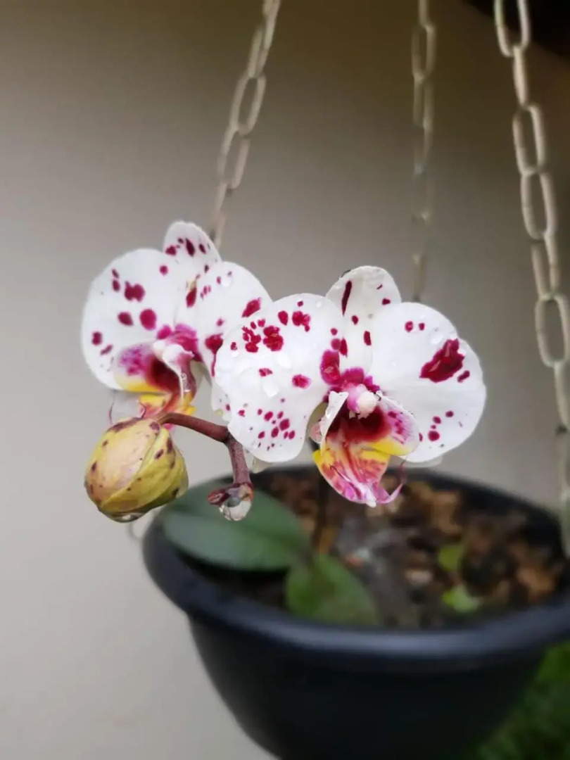 Pousada Il Conventino