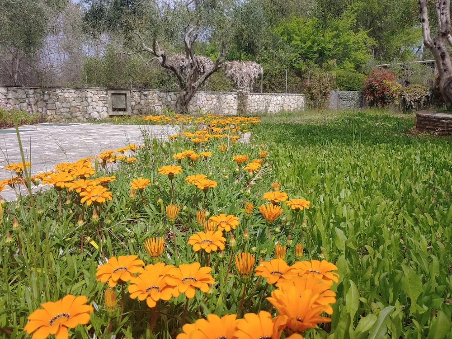 Villa Leo 1 , Dassia , Corfu