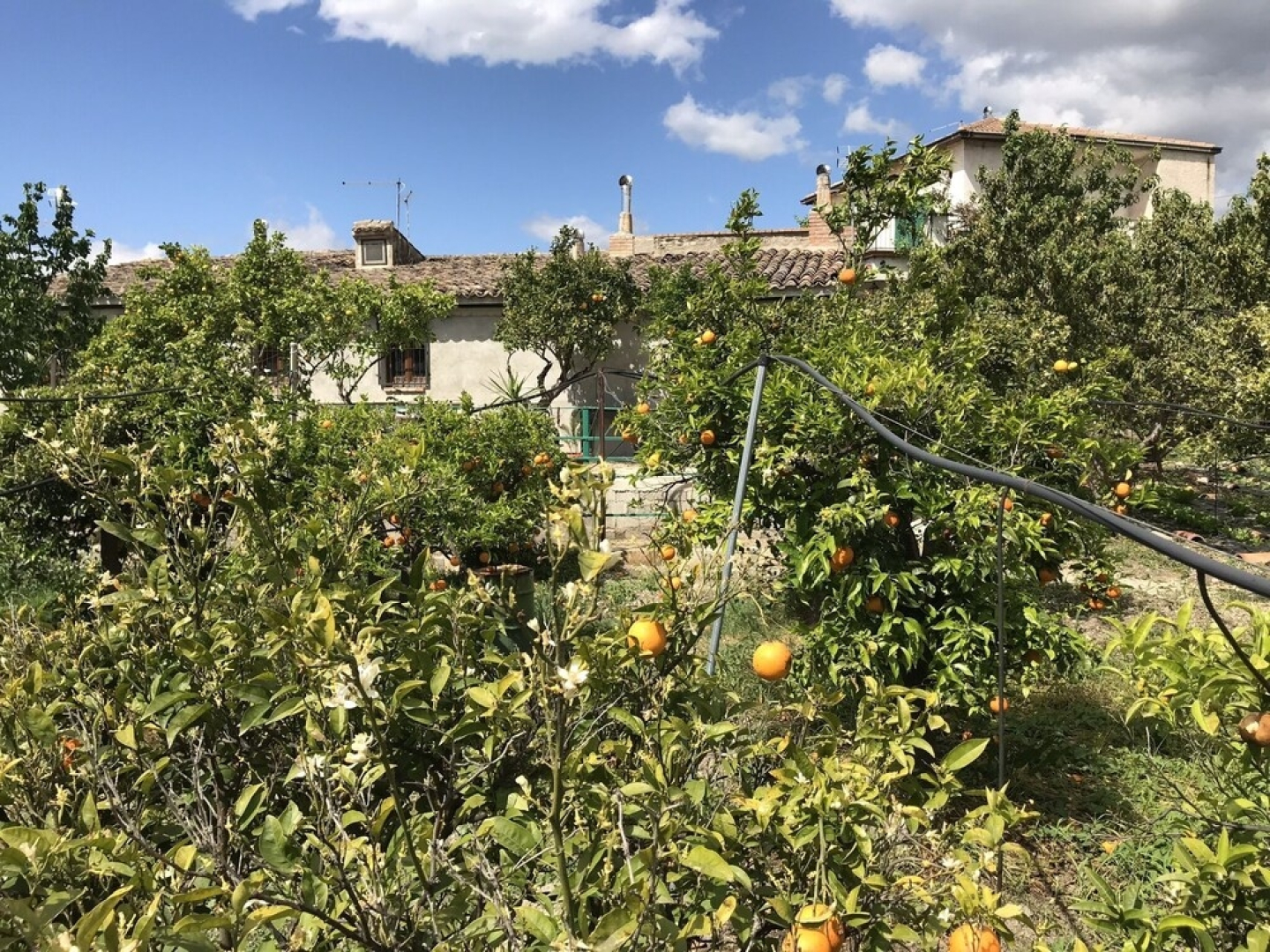 Arancetodamareposeidone