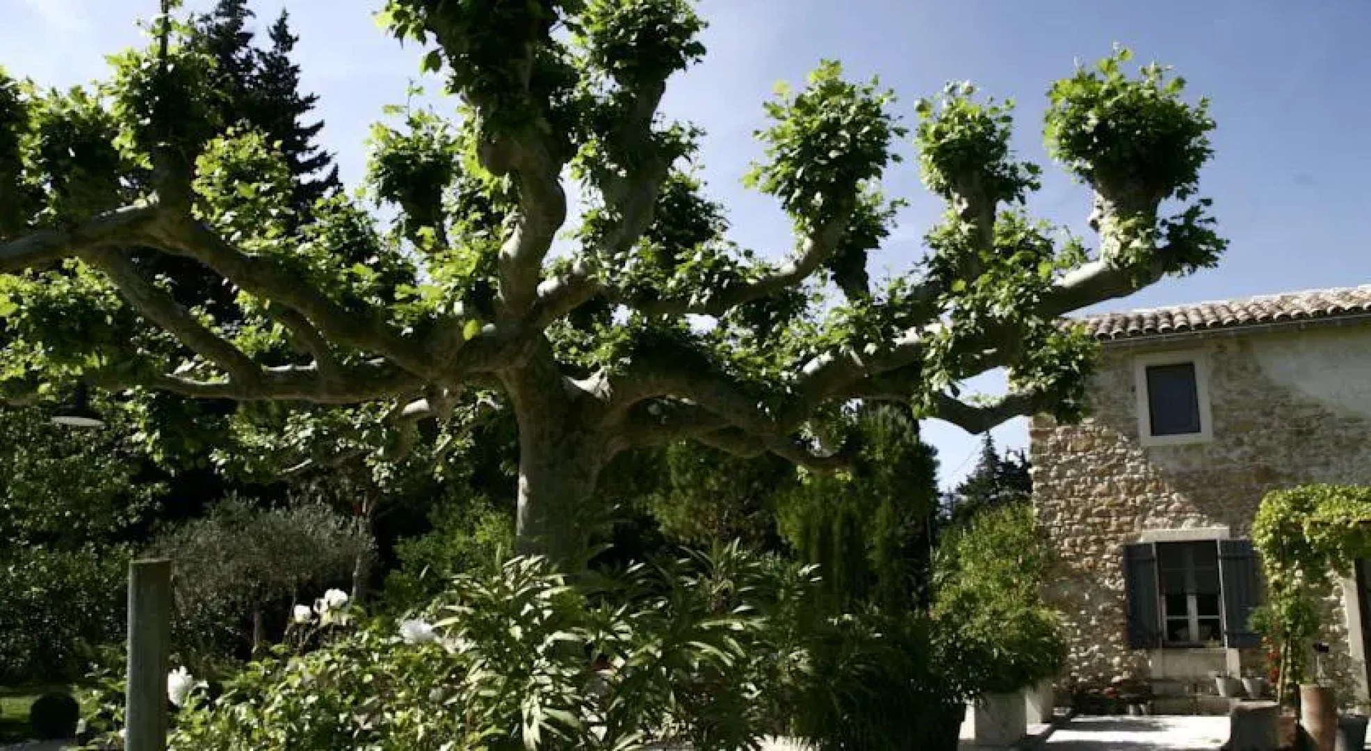 Au coin des figuiers