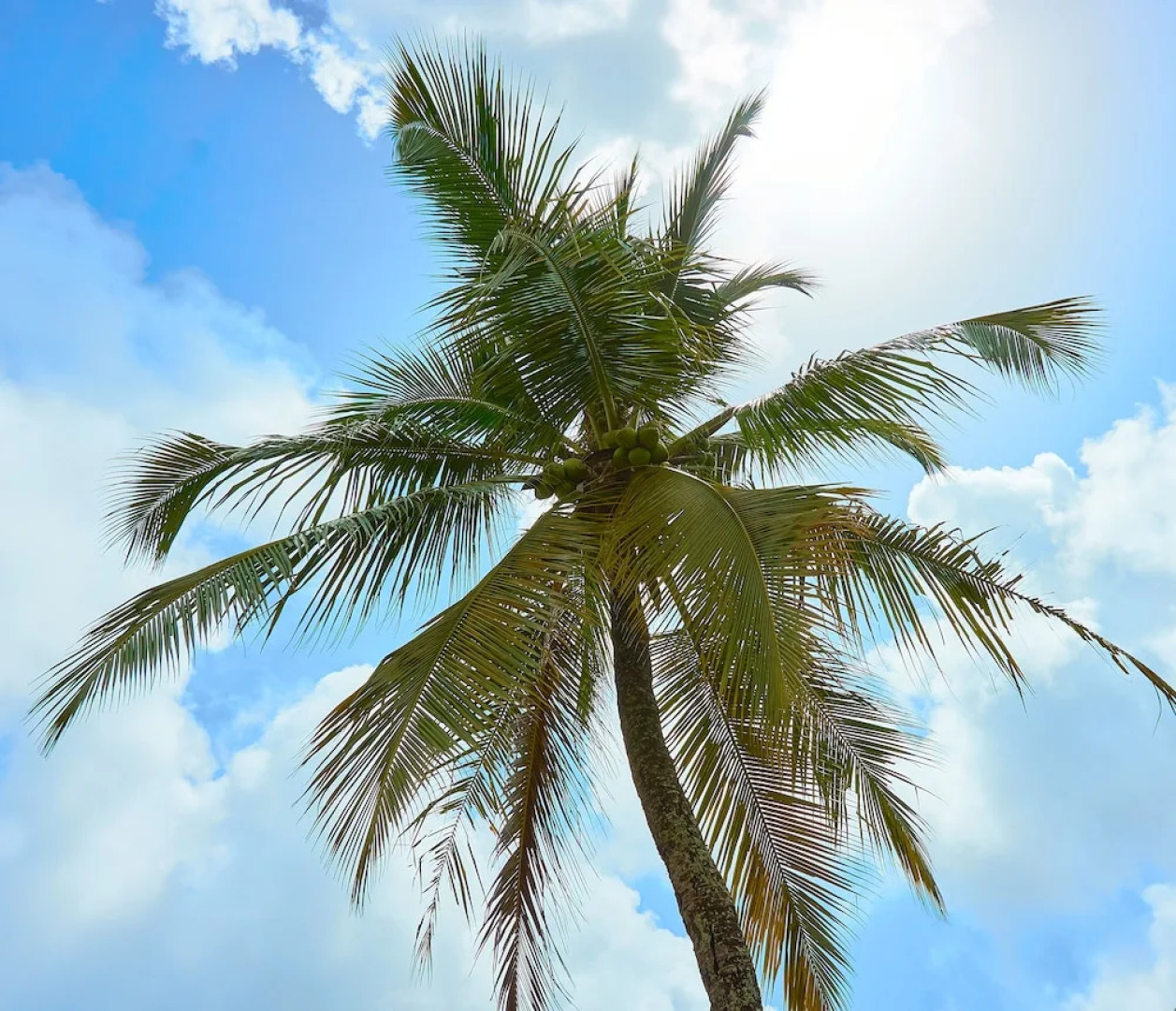 Hotel The Originals Cayenne Sud Belova (ex Inter-Hotel)