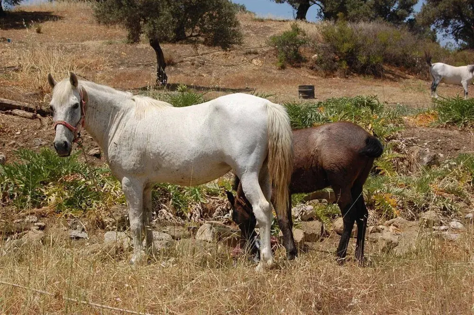 Shivas Village Hotel