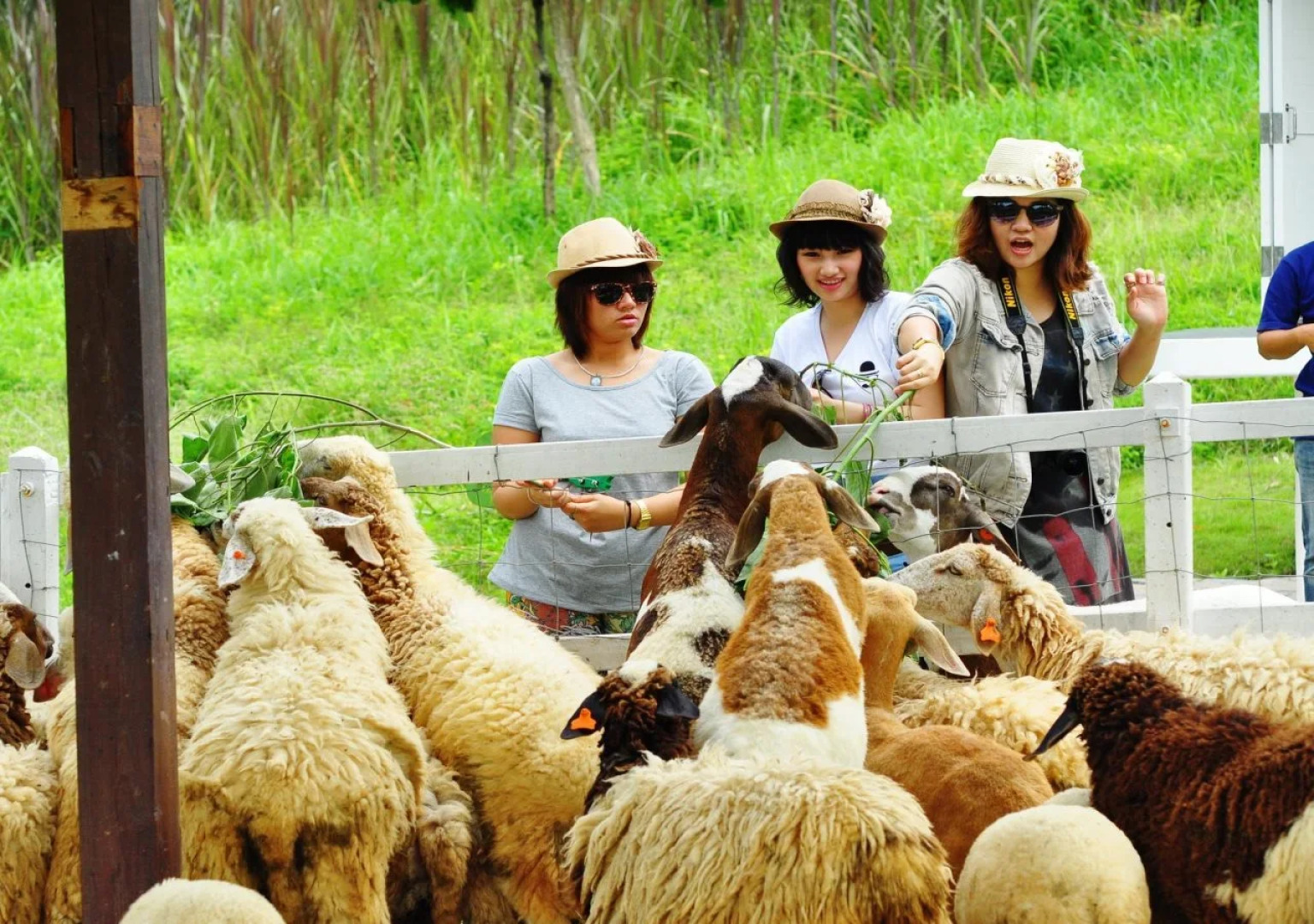 Aristo Chic Resort & Farm