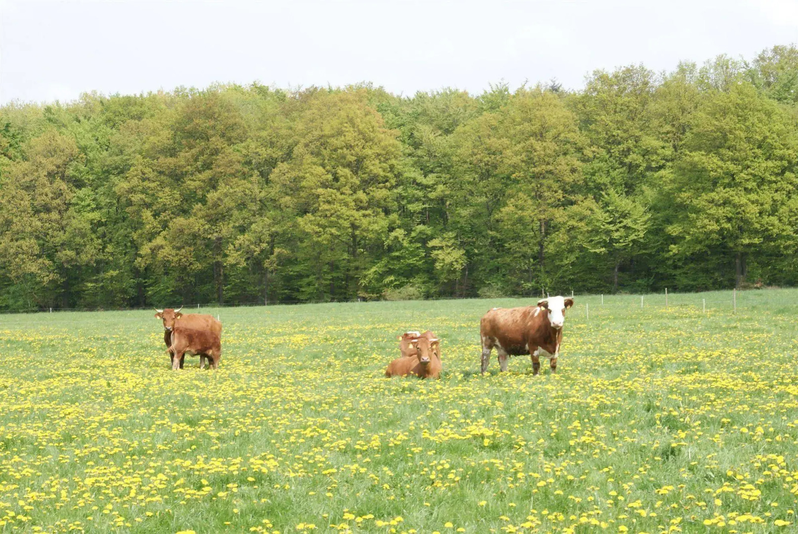 Waldesblick Hotel & Ferienwohnungen