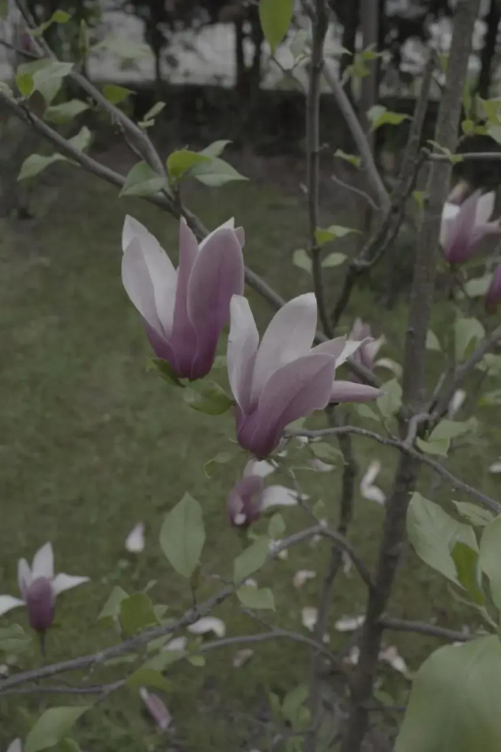 Pensiunea Magnolia