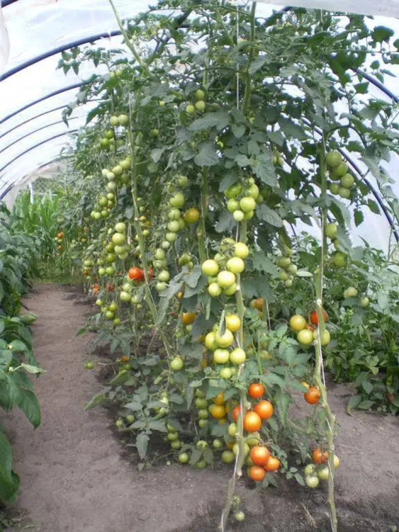 Hotel-Pension Märkischheide