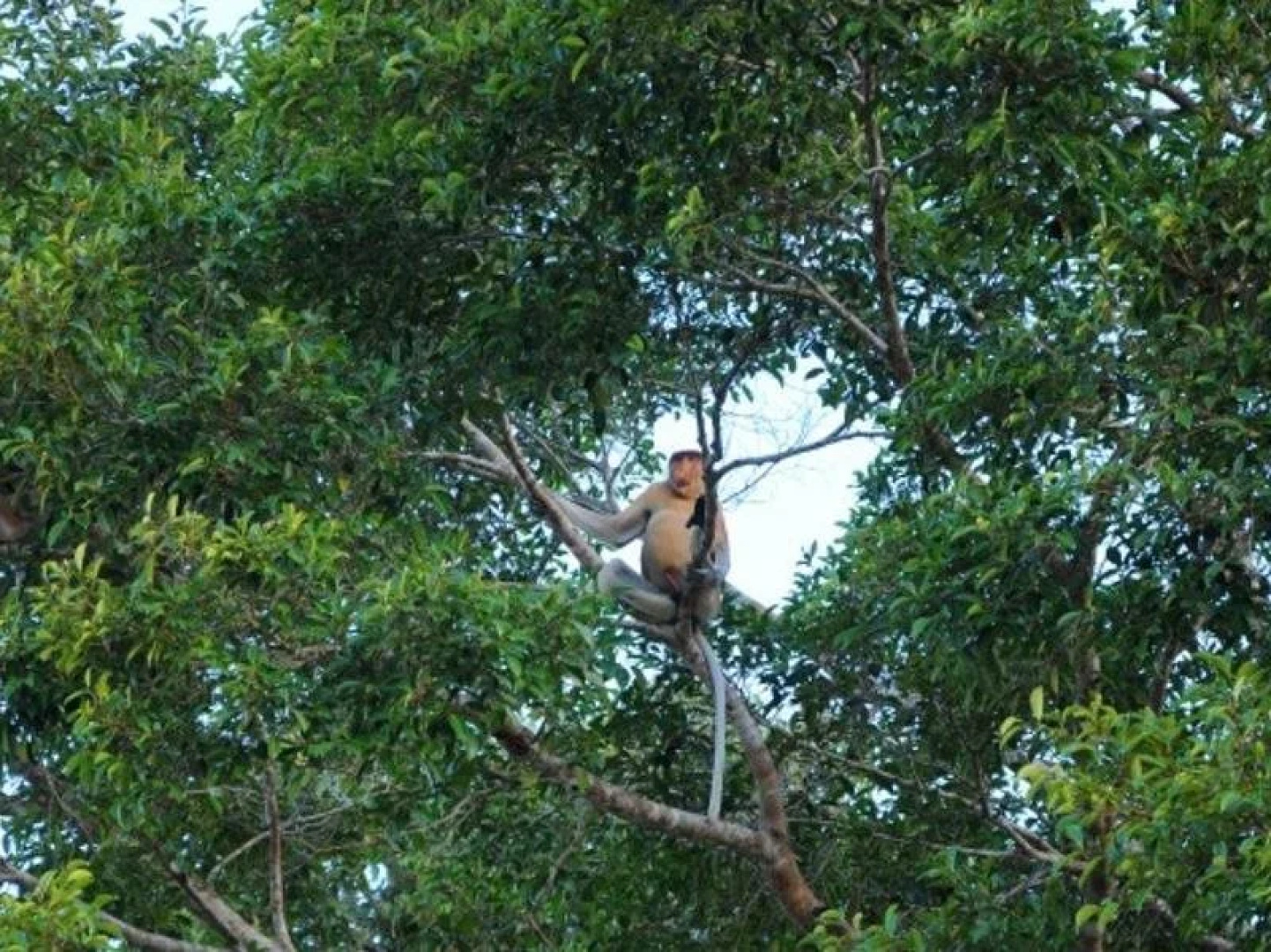 Kinabatangan Wetlands Resort