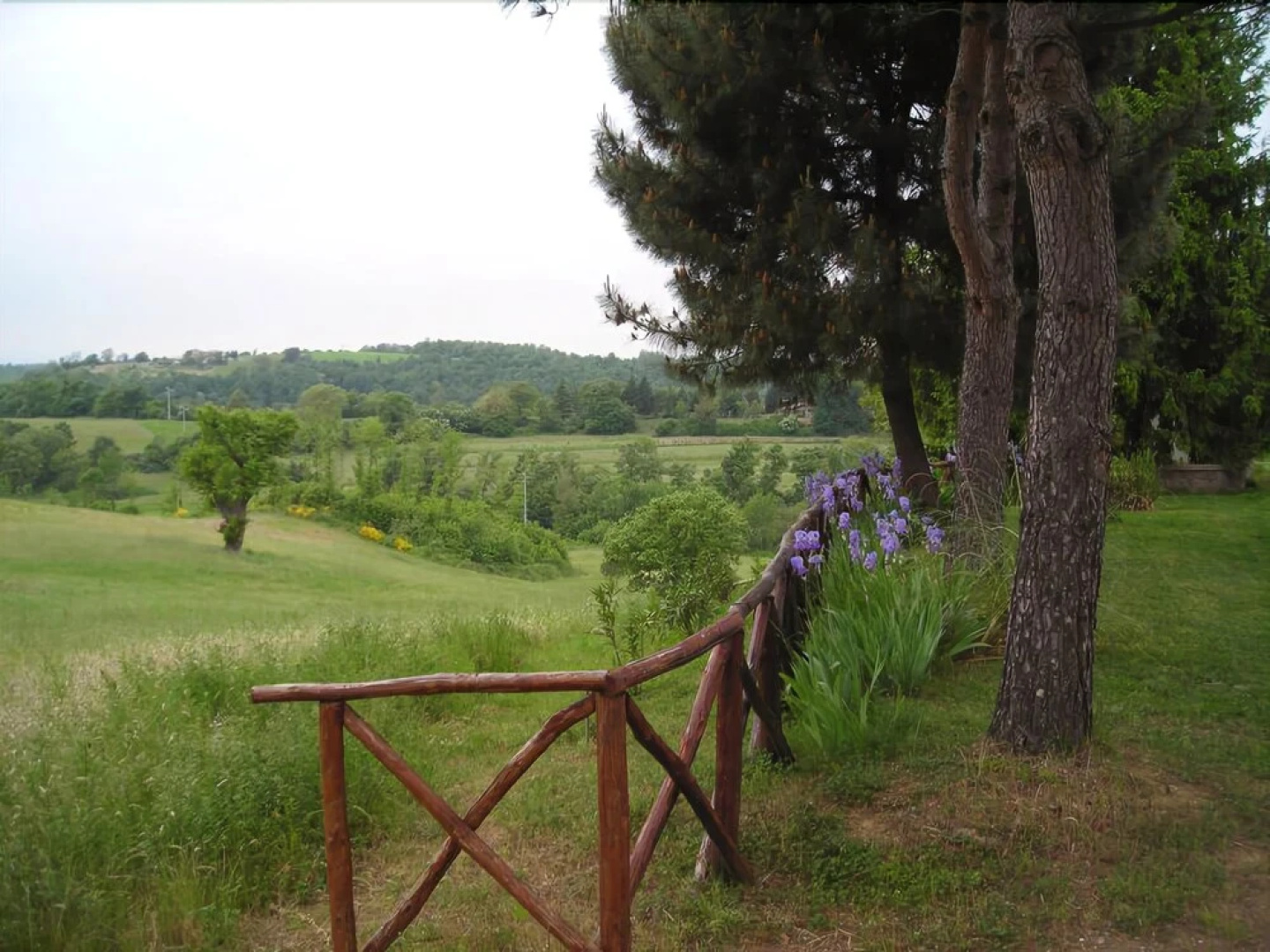 Ginestrella