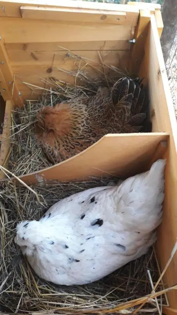 Agriturismo Campo Rosso