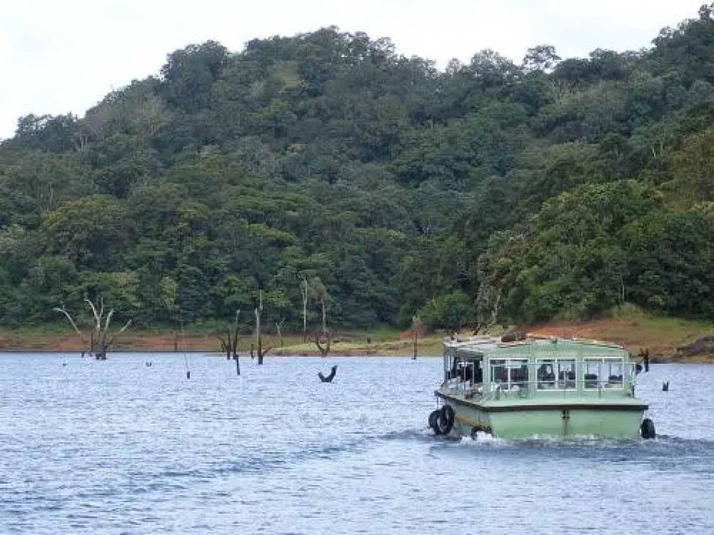 Thekkady Woods