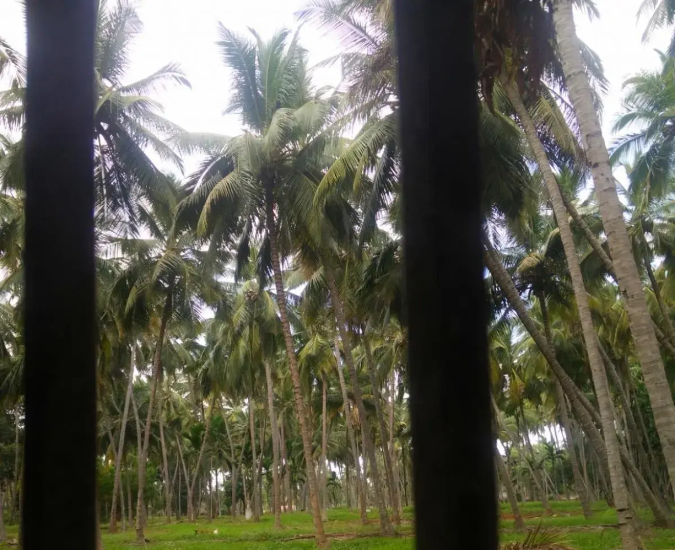 Cloud 9 Stays - Mettupalayam