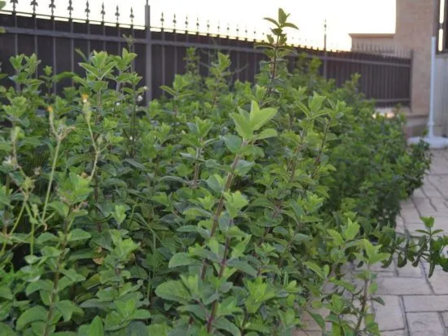 La Finestra Su Vigata