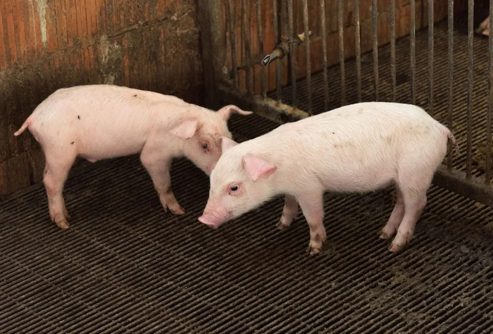 Farm stay Il Carro del Colle