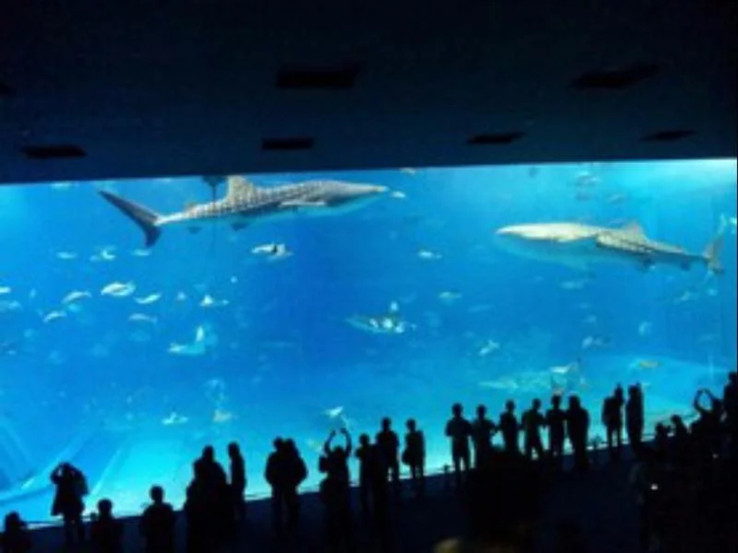 OKINAWA MOTOBU GUESTHOUSE - Hostel