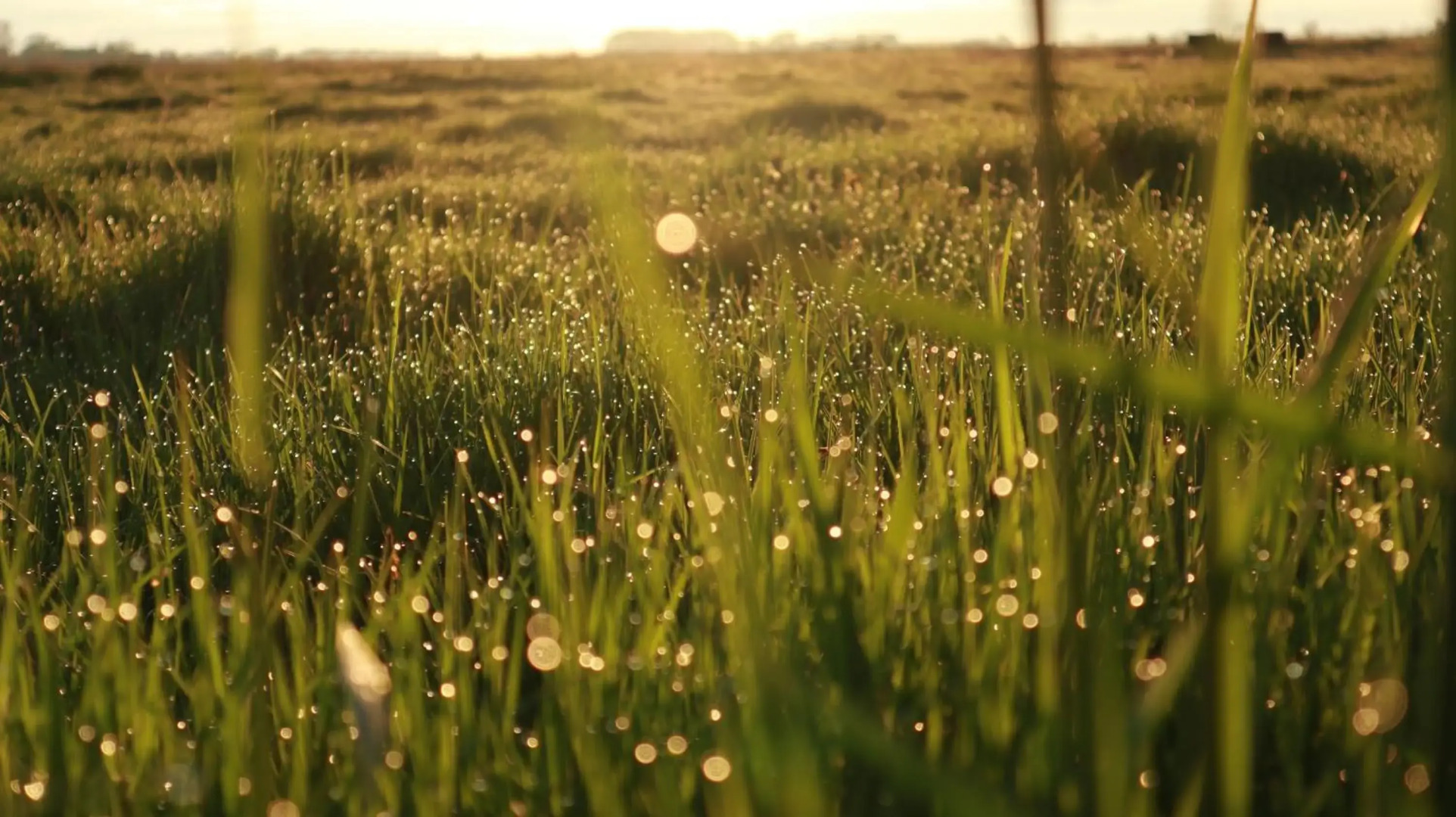 Ferienwohnung Diekblick - Kleiner Deichhof