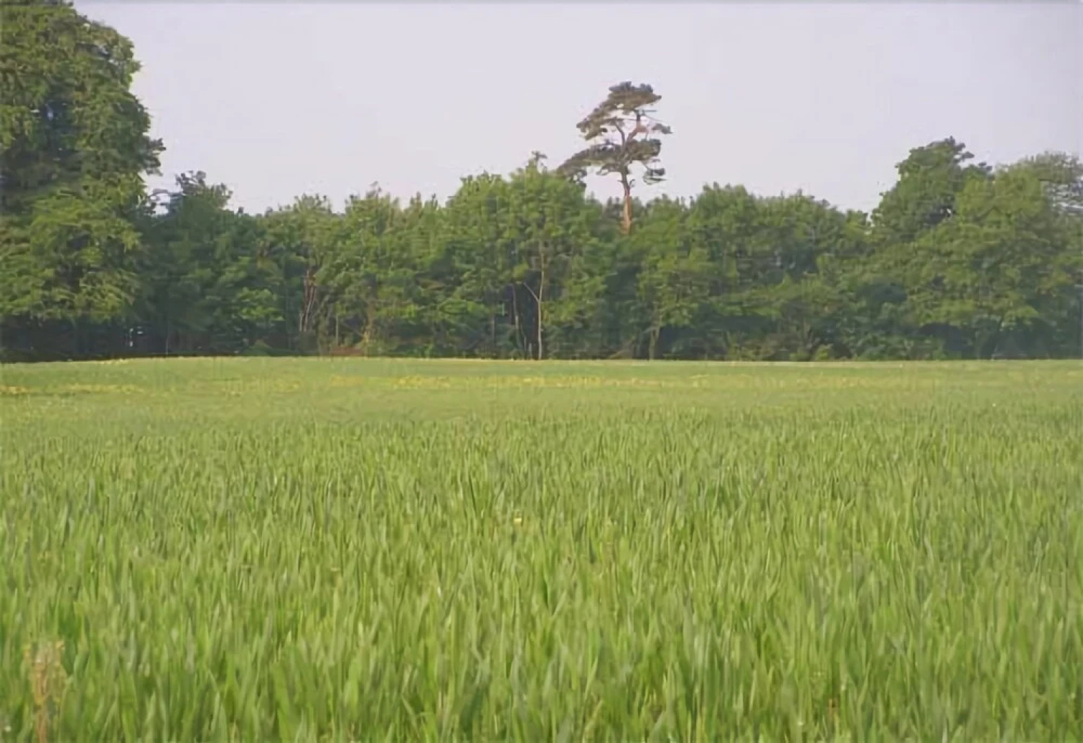 Toomer Farm