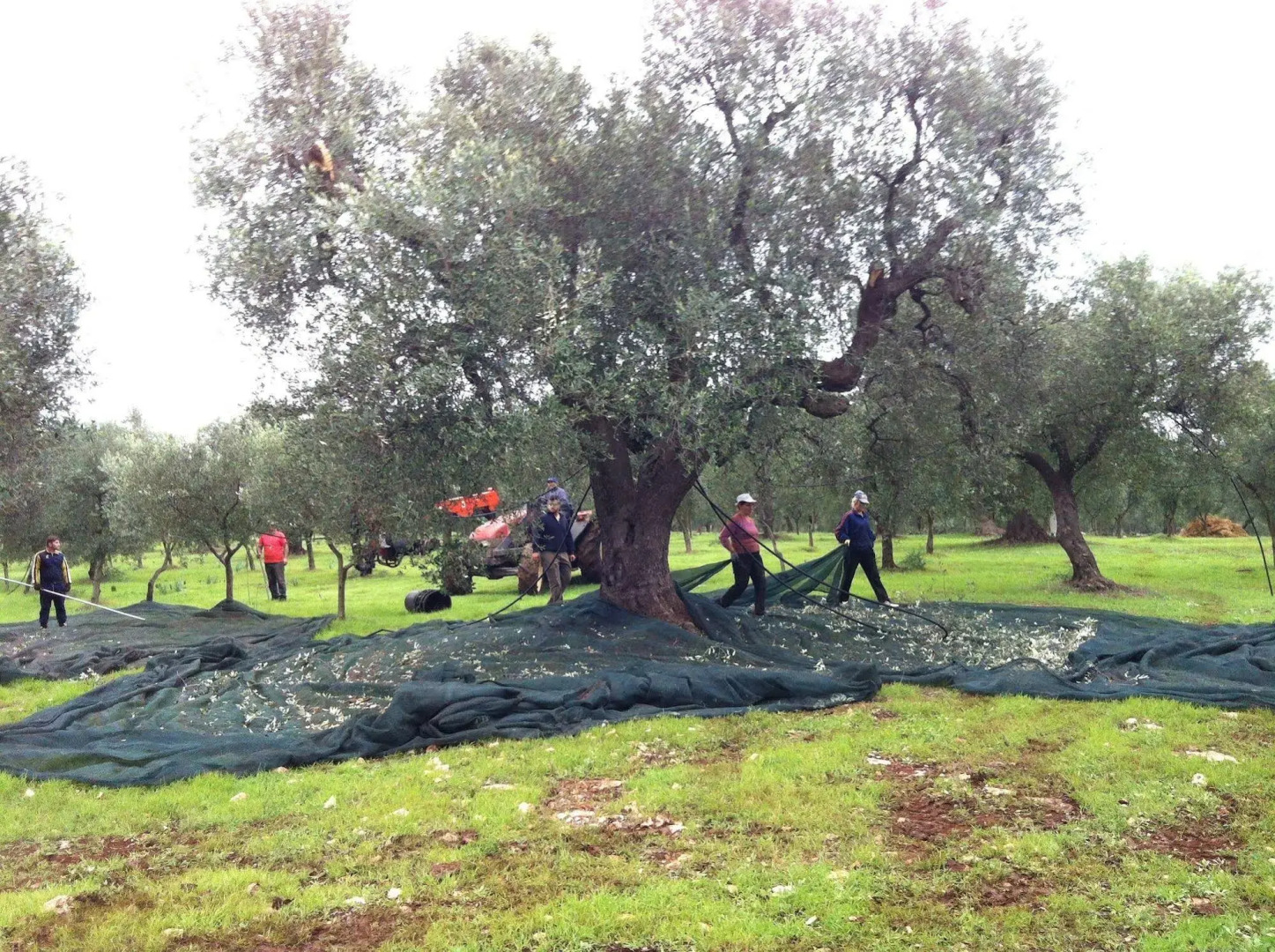 Bioagriturismo Masseria Sciaiani Piccola