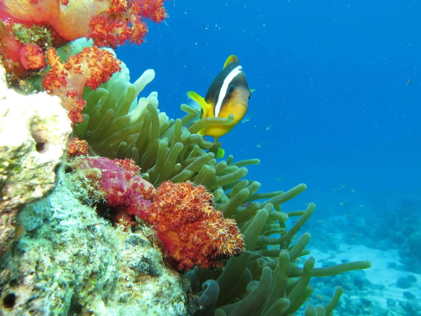 Red Sea Dive Center - Hotel & Dive Center