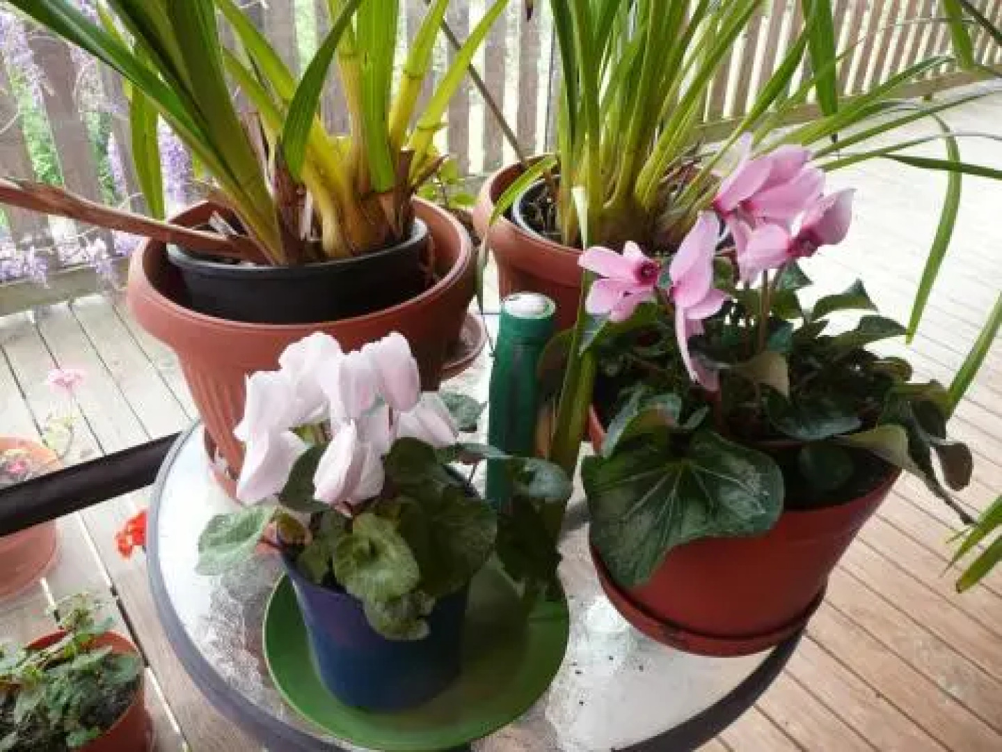 Wisteria Lodge Bed and Breakfast