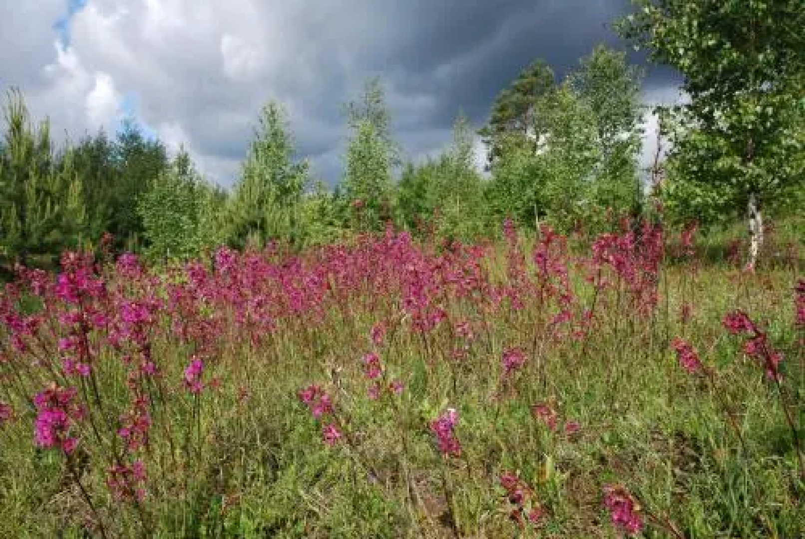 Усадьба Машин Хутор