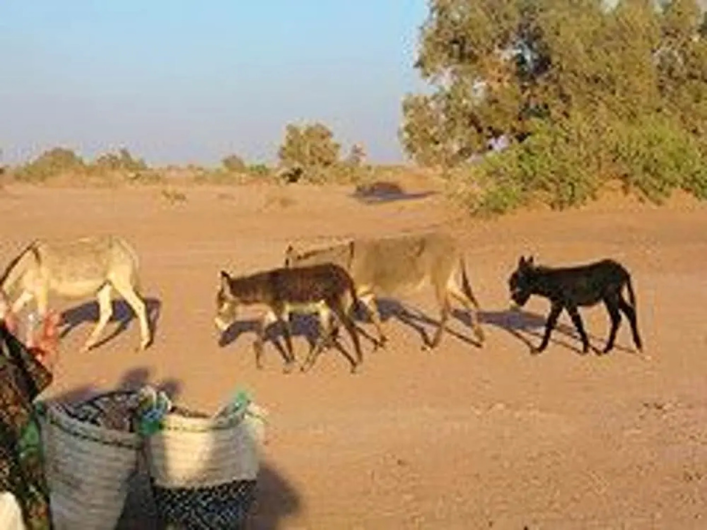 House With 7 Bedrooms in Zagora, With Pool Access, Terrace and Wifi