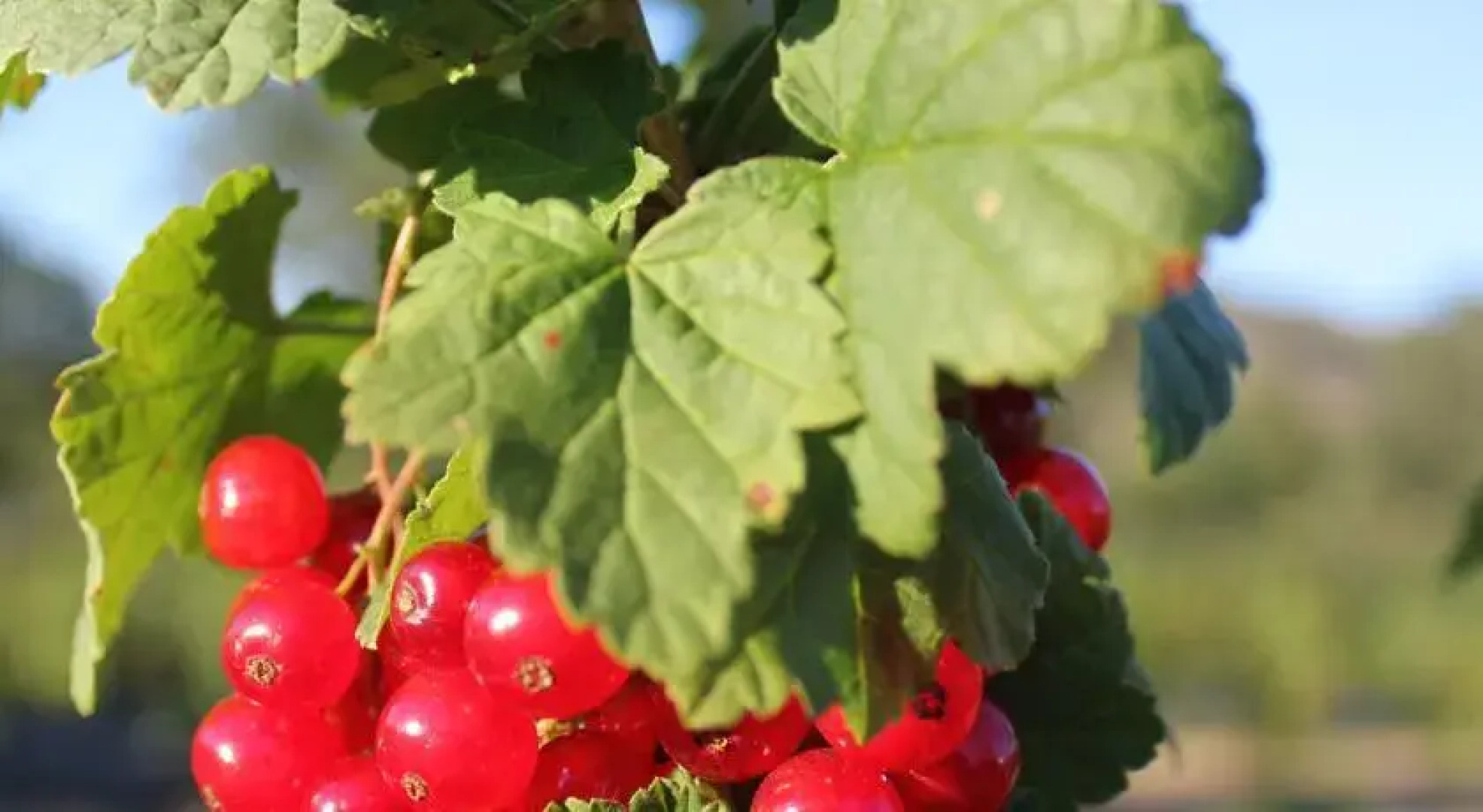 Quinta dos Carvalhais