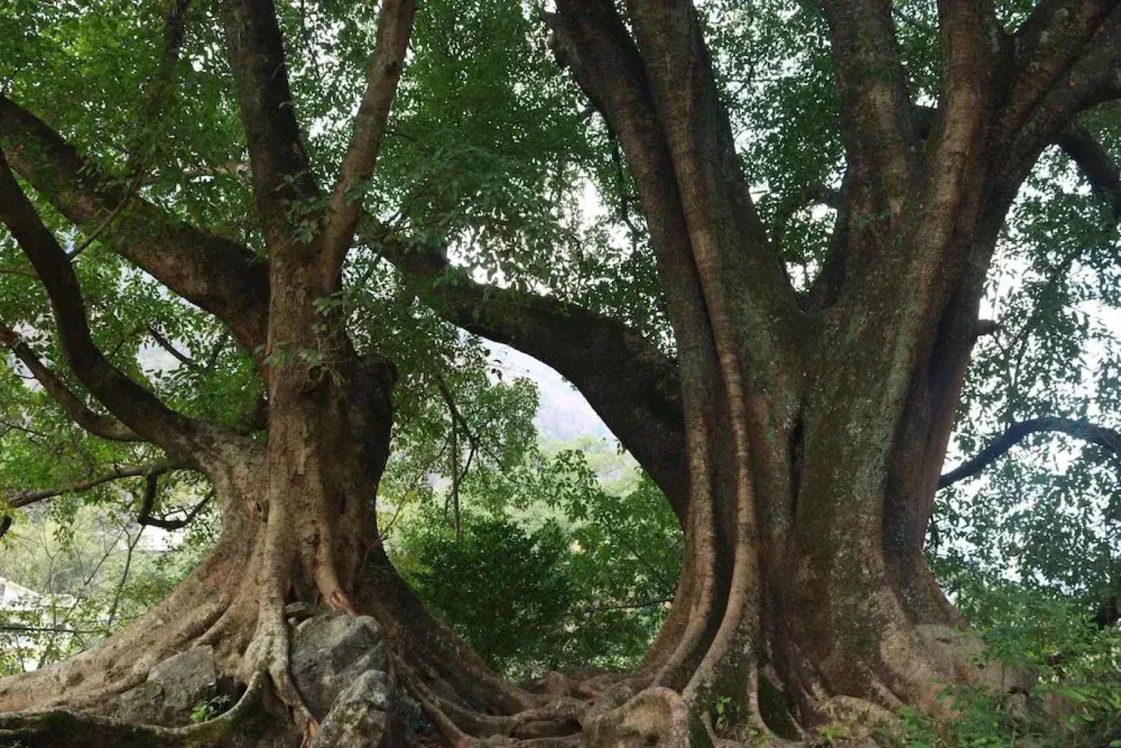 Zhensu Canyon Sanctuary
