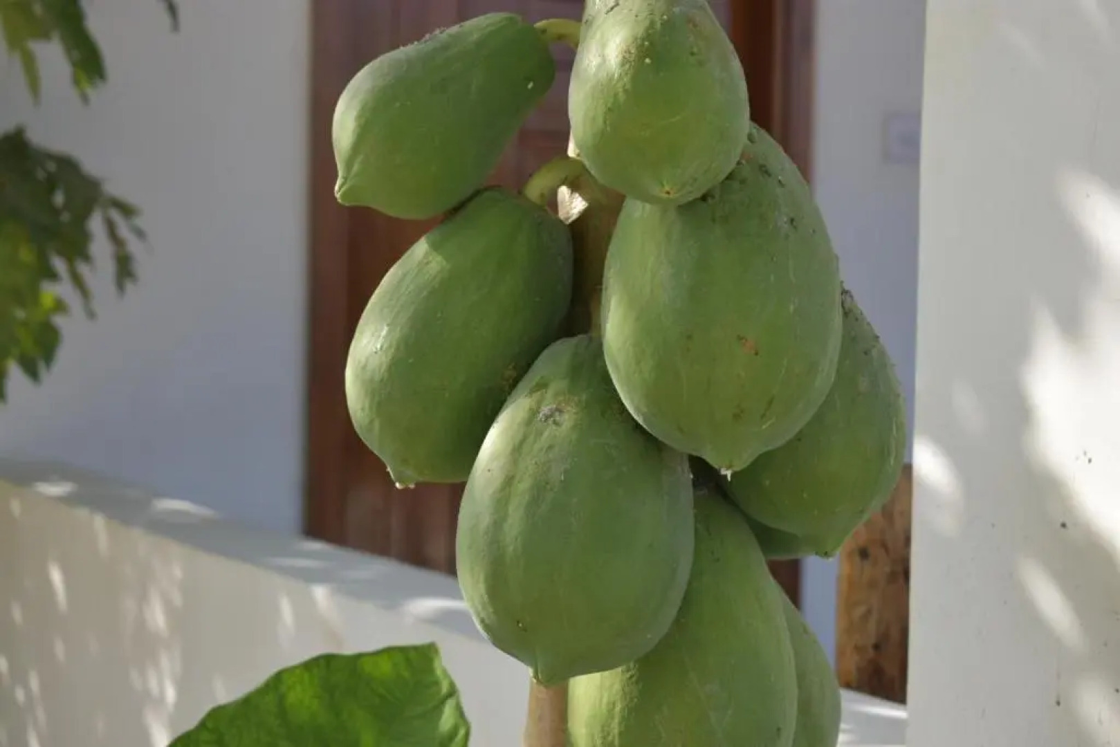 New Arisen Bungalows