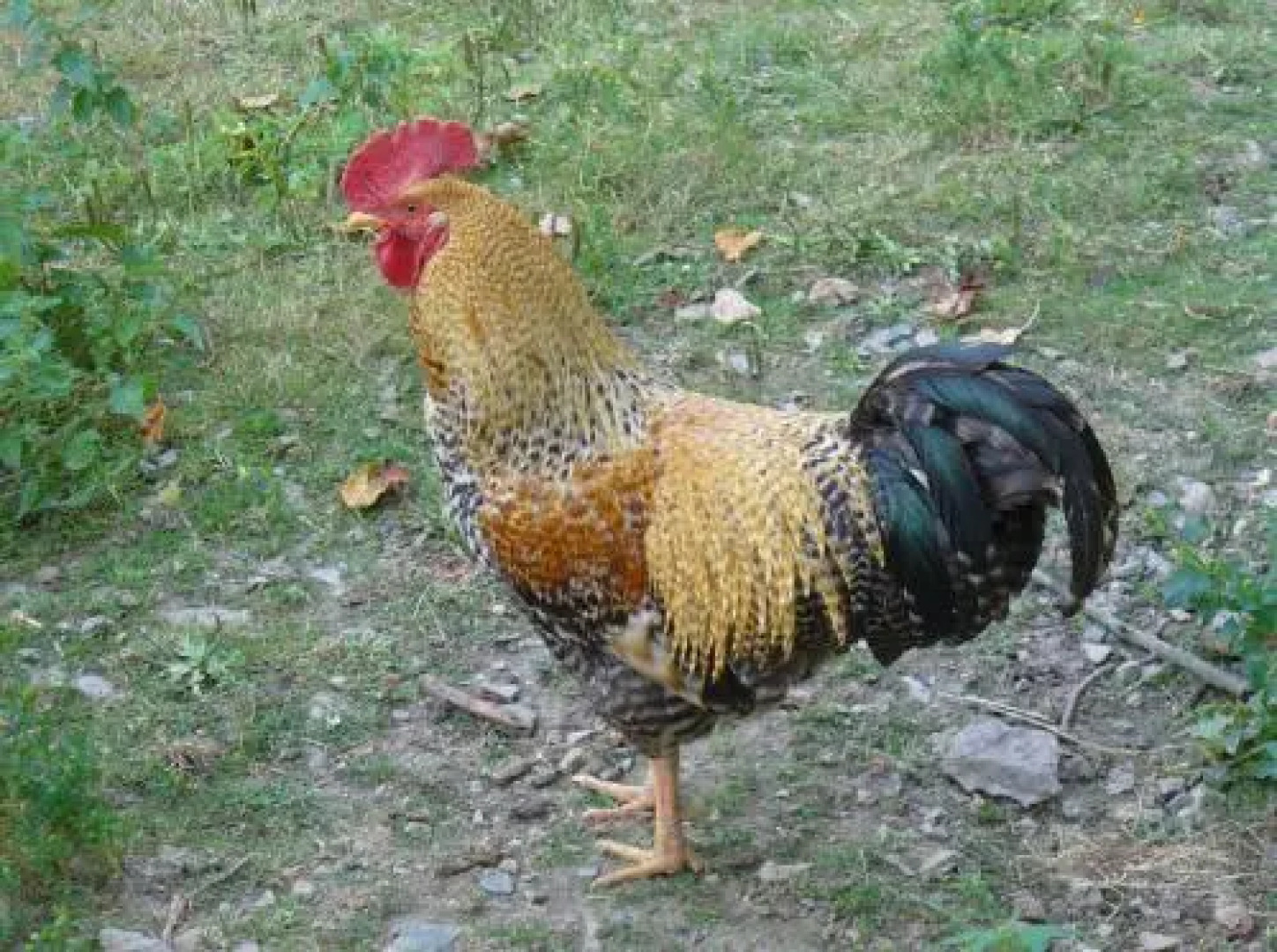 Bio Ferienhof Erzengel