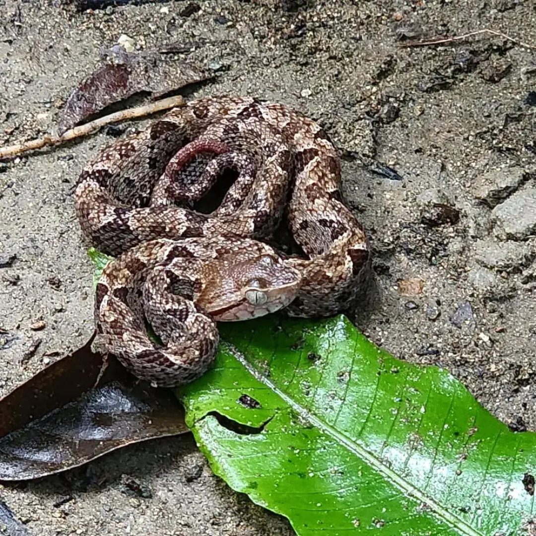 Ventanas en Corcovado