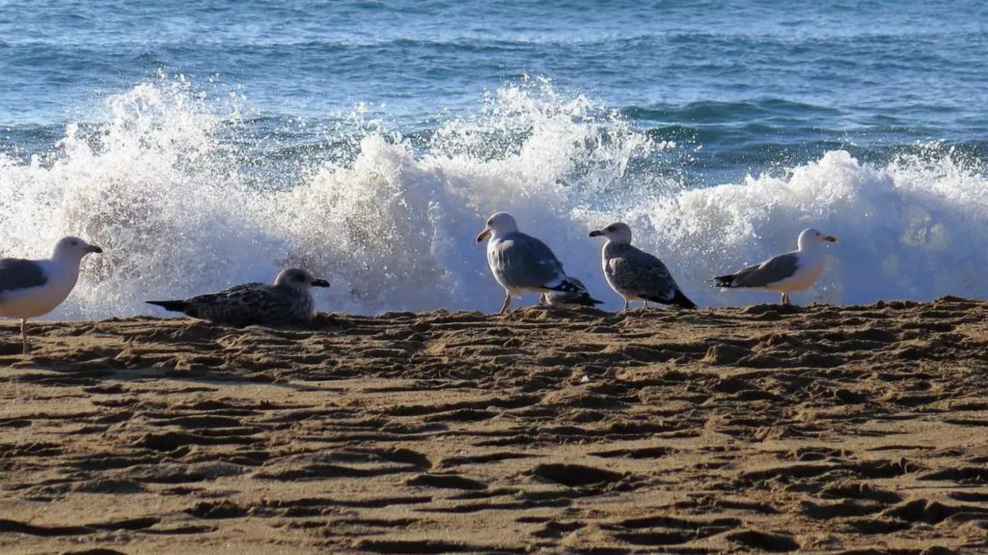 Apartamentos Royal S´Alguer