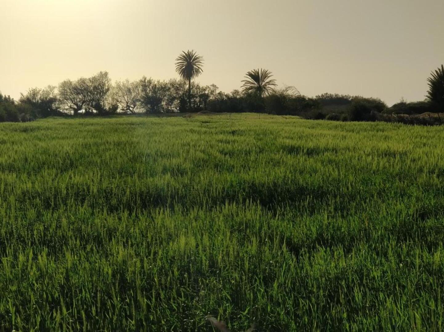 Petit Jardin Surf House