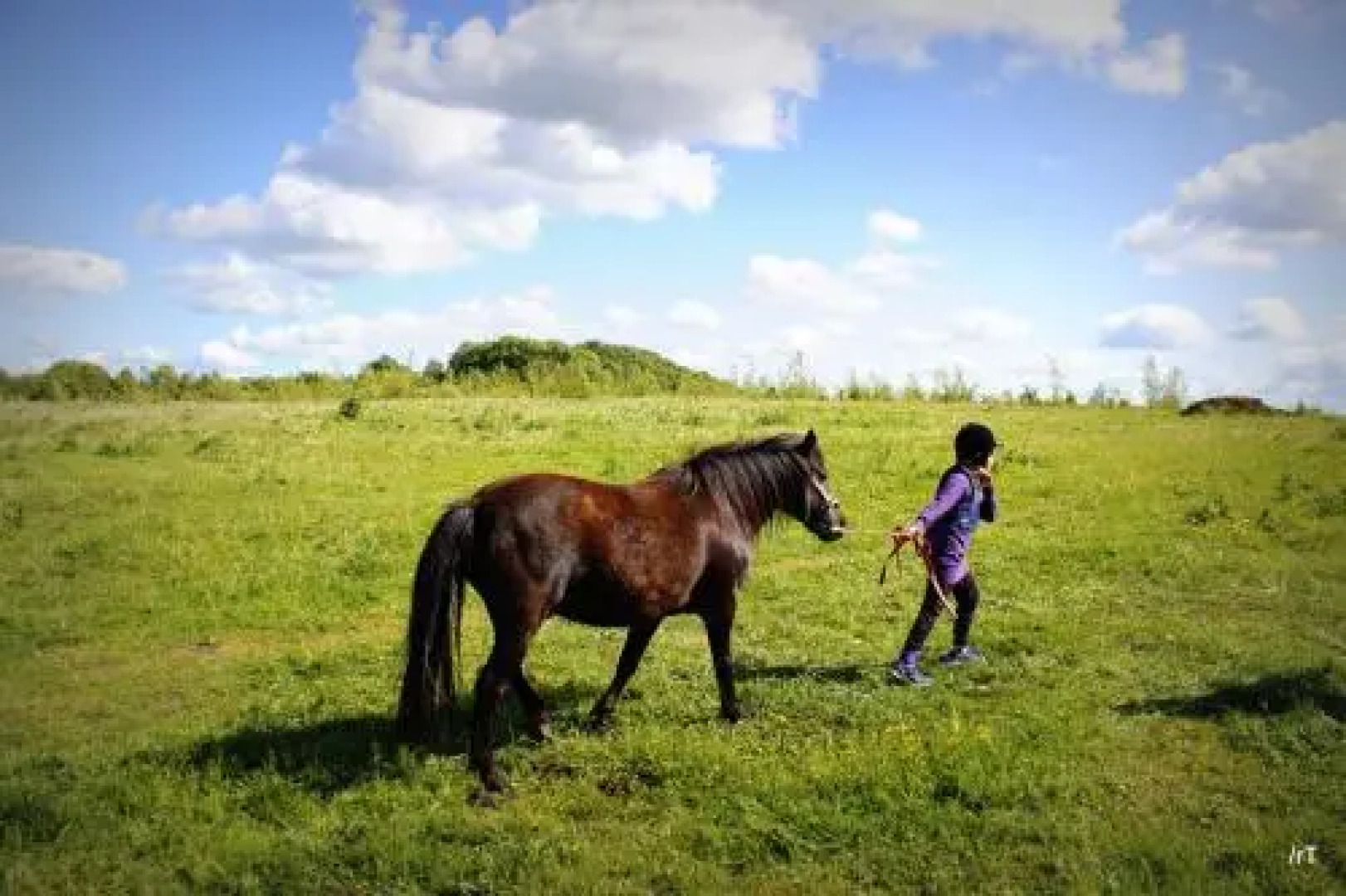 Stutteri Skandi Hest