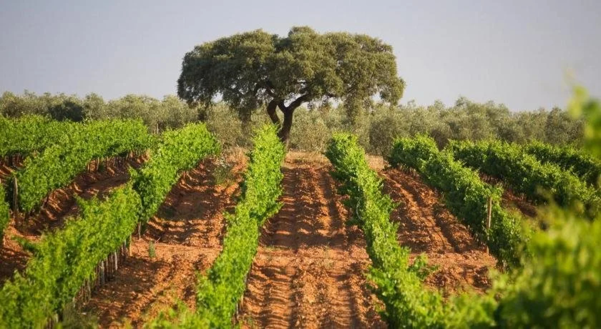 Herdade dos Grous